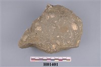 藏品(王母蛤及橫簾蛤化石)的圖片